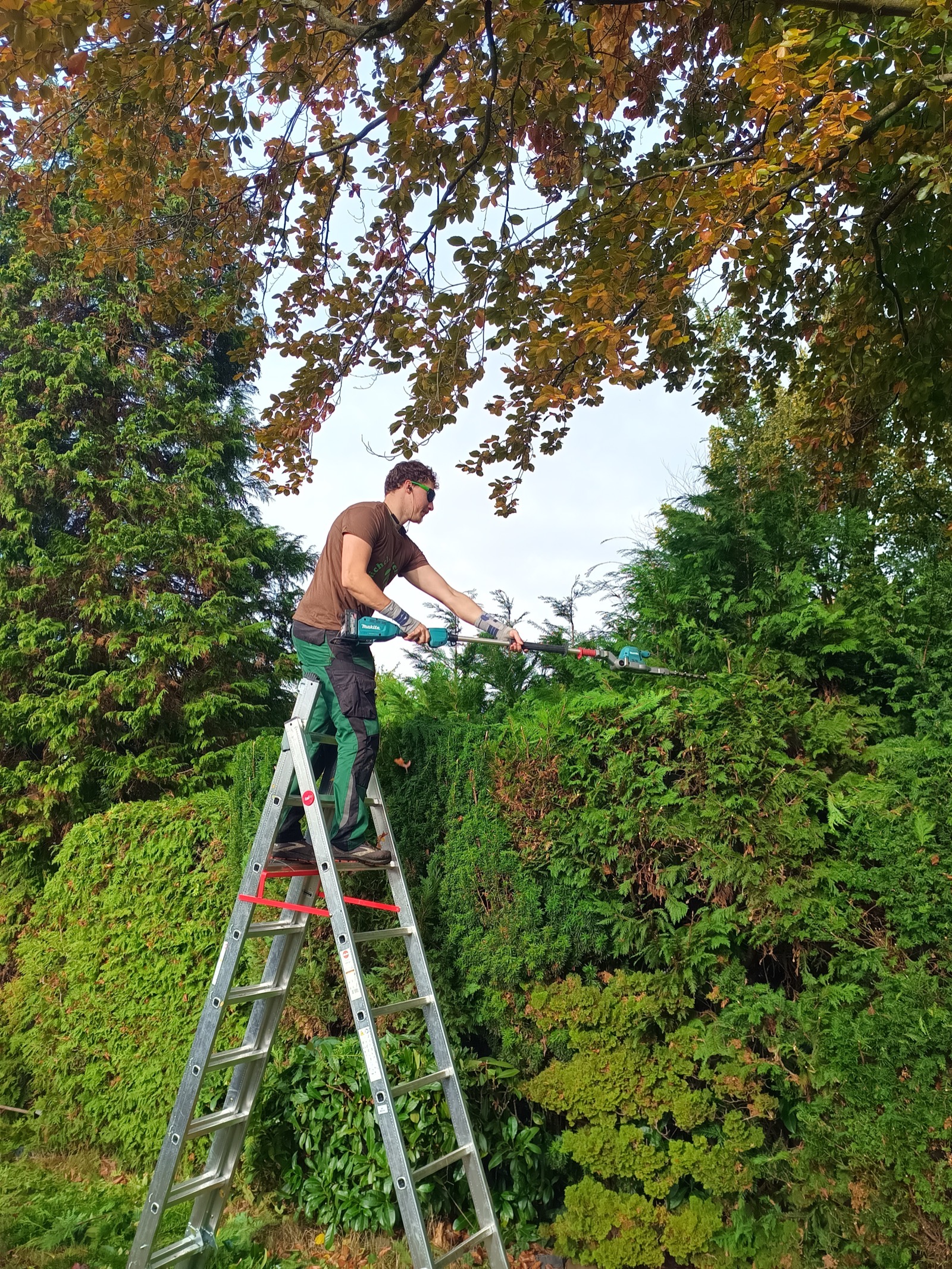 Baumschnitt auf der Leiter im Herbst