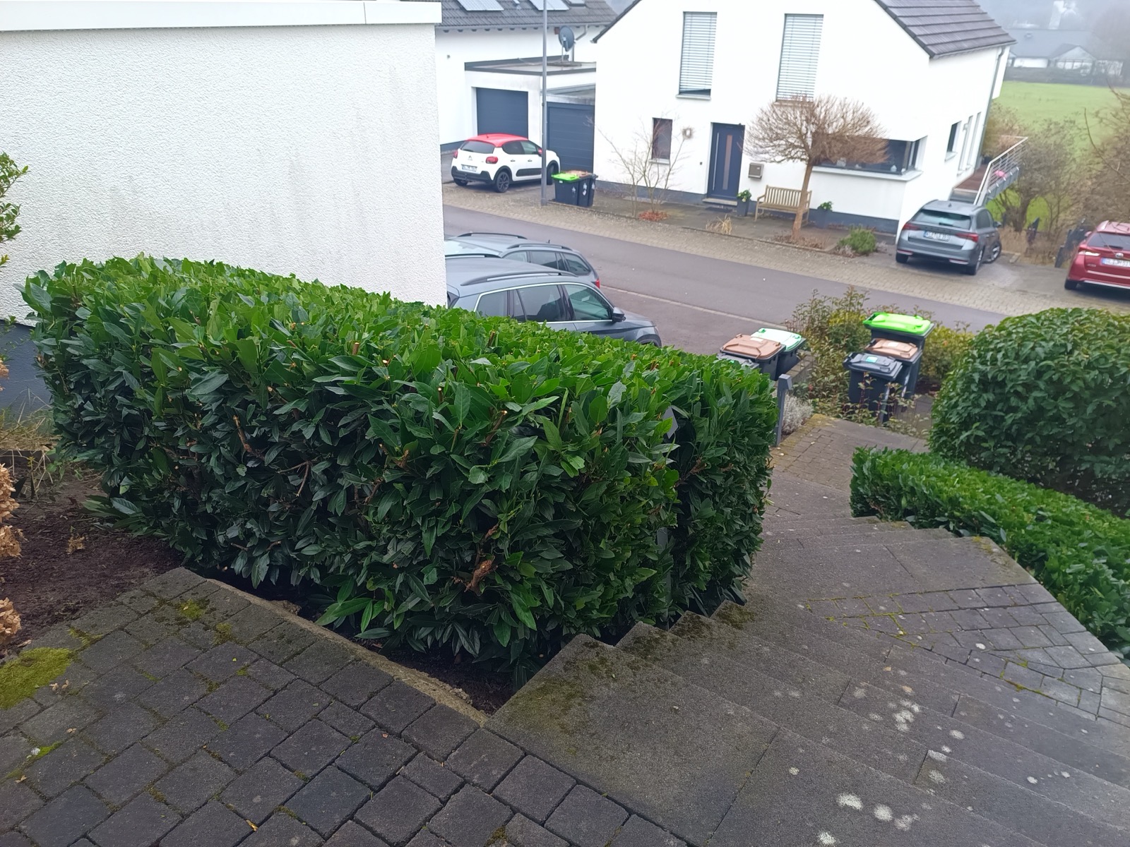 Lorbeerhecke nachher