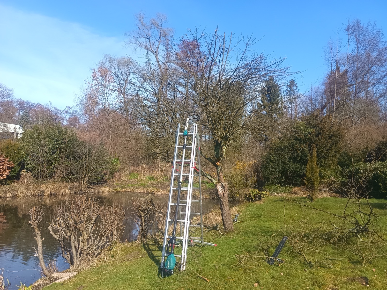 Baumpflege am Teich