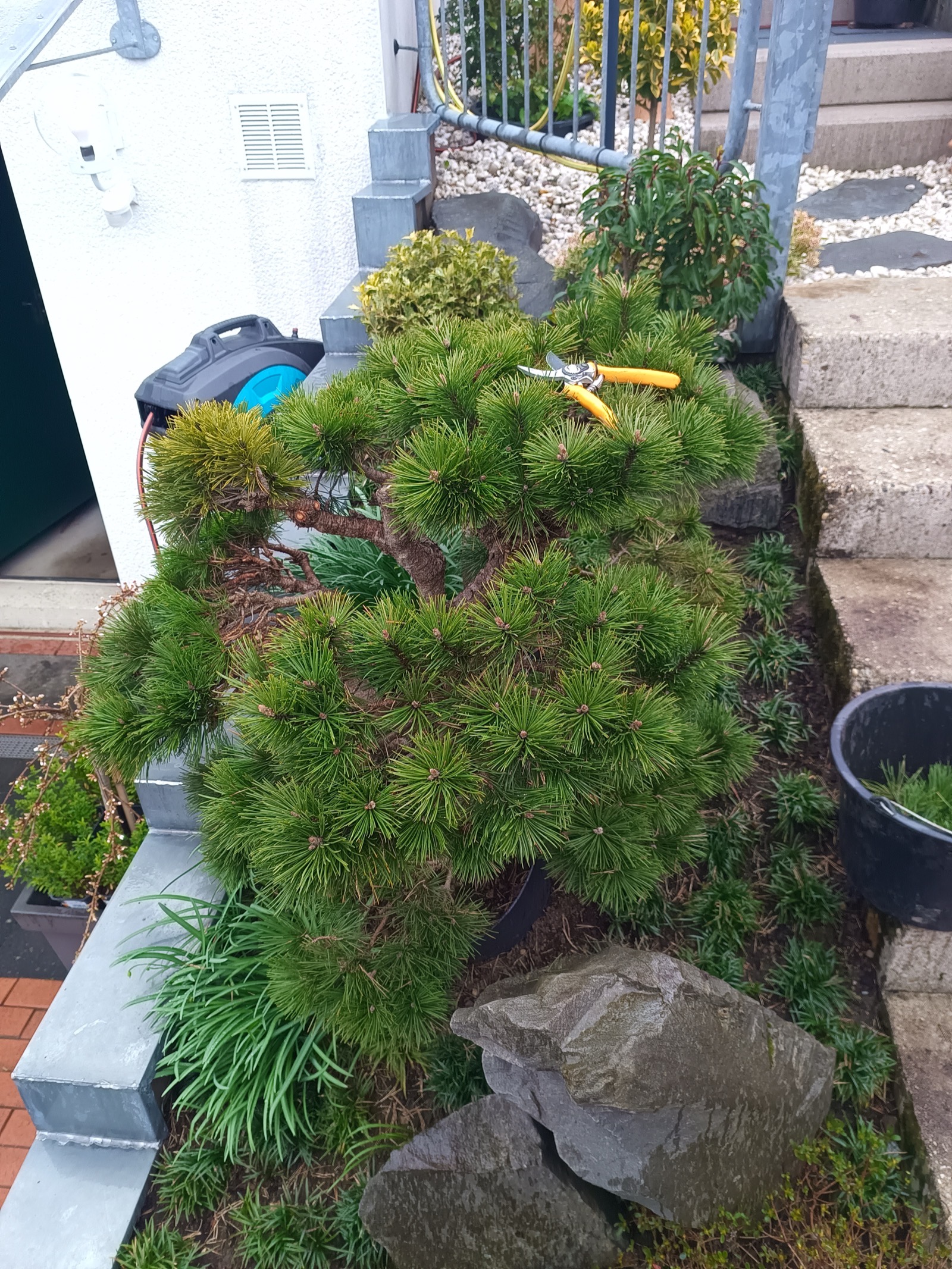 Formschnitt Schwarzkiefer