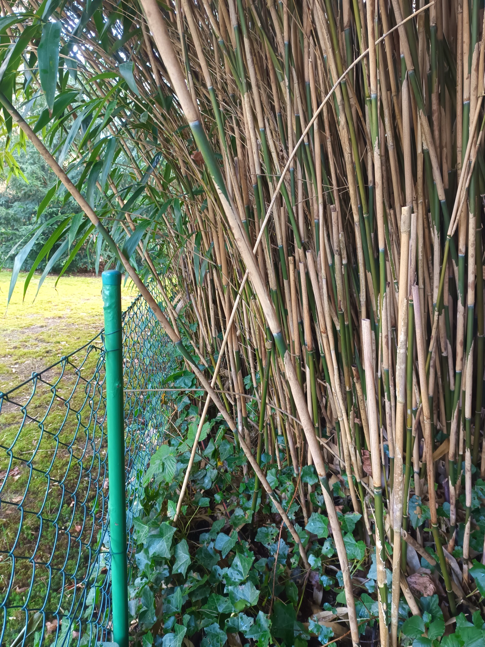 Bambus vorher
