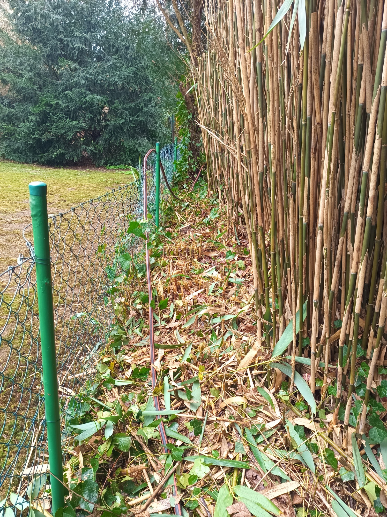 Bambus nachher